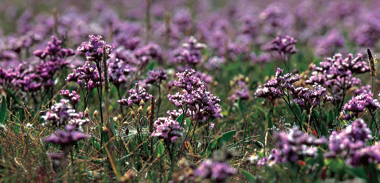 blomster
