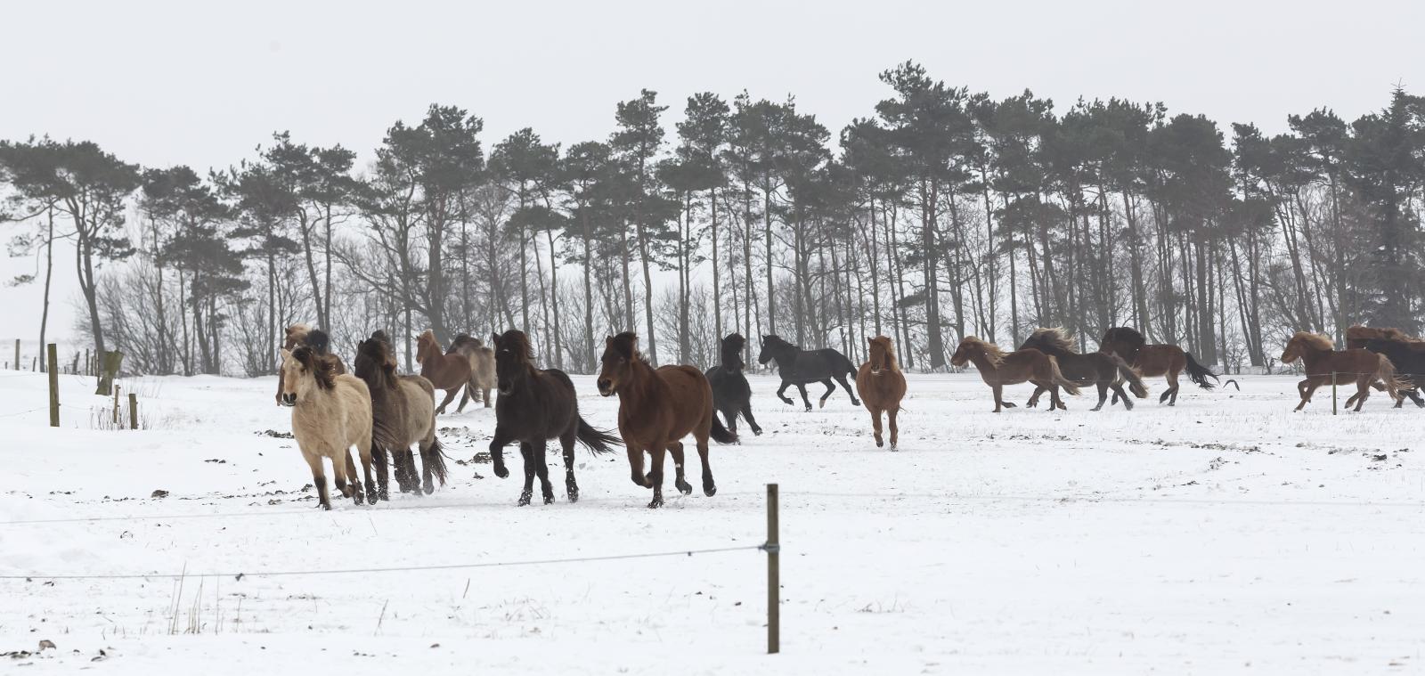 Heste i sne