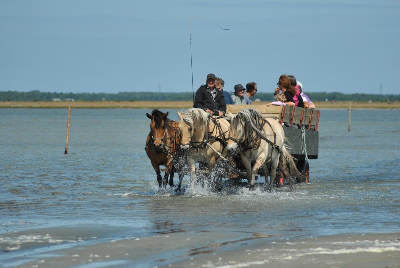 Hestevognstur