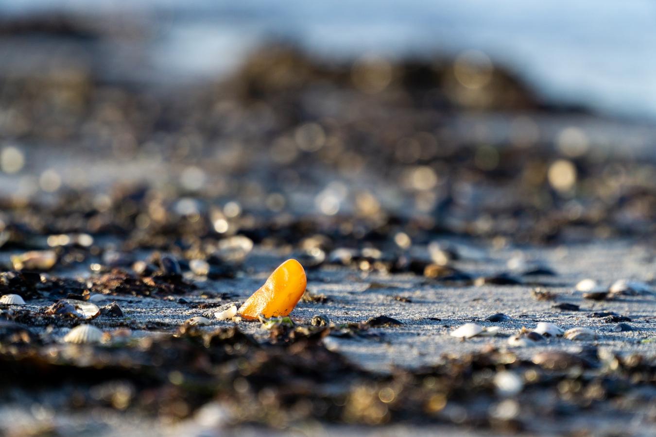 rav på strand