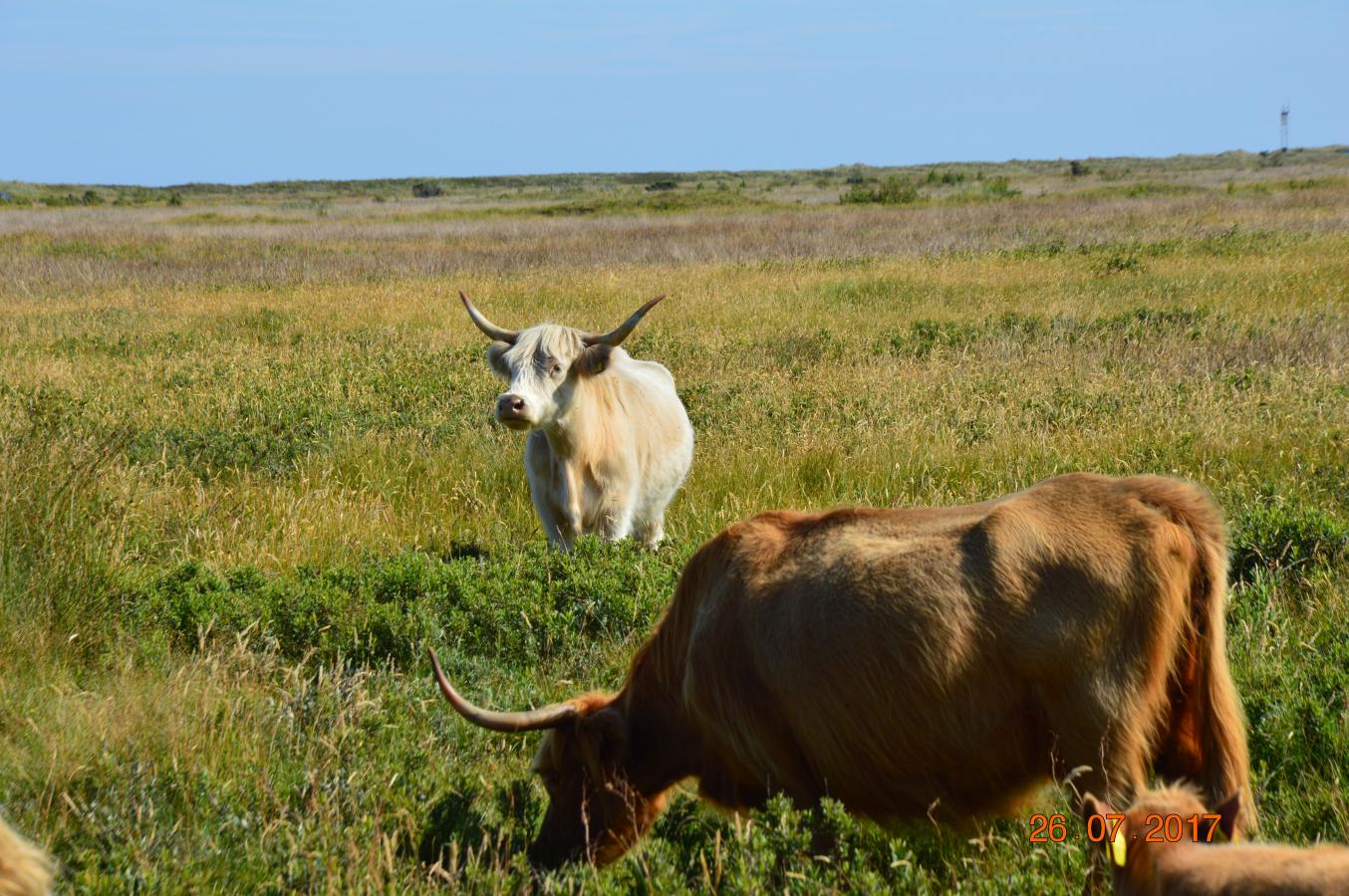 Højlandskvæg