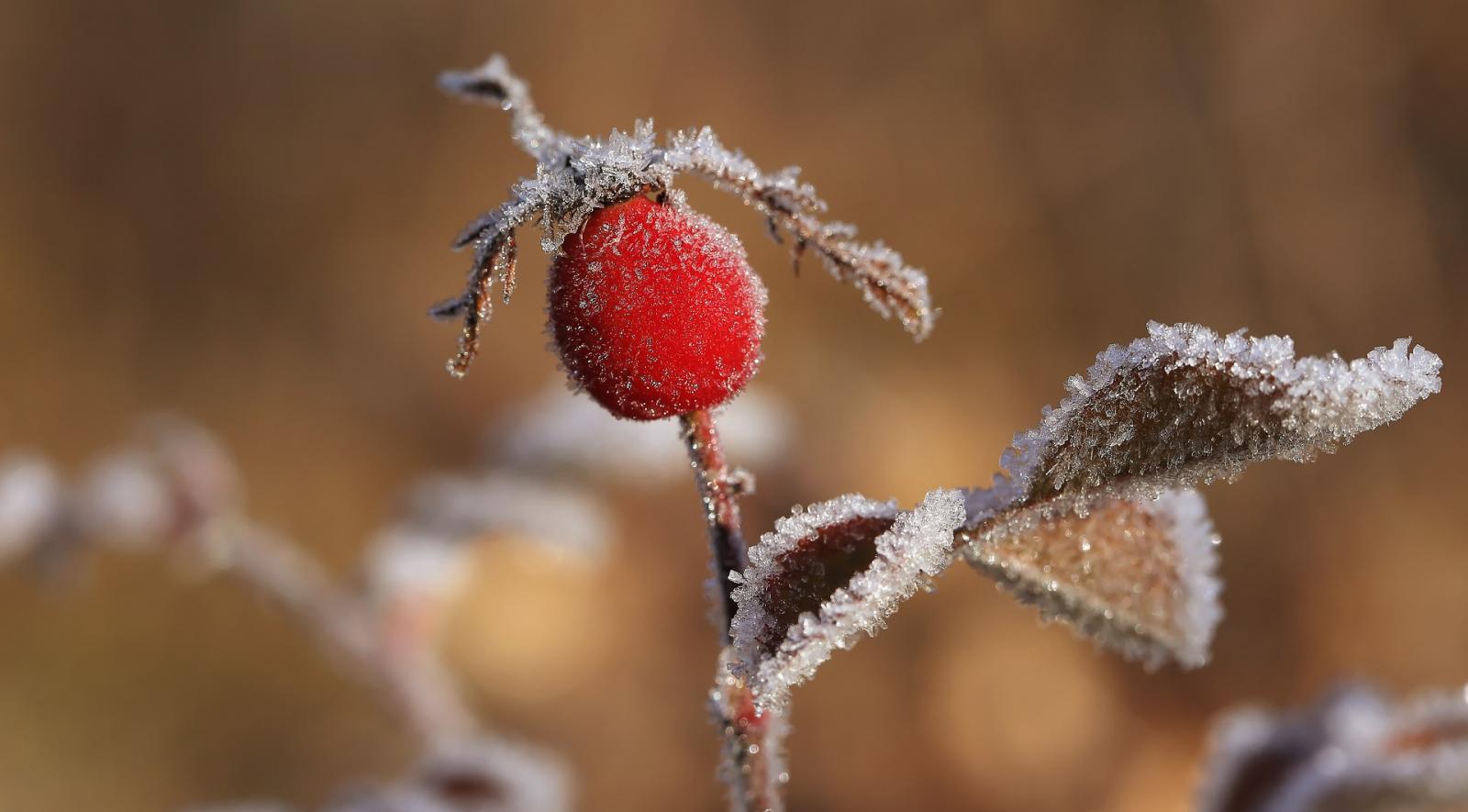 Frost på hyben