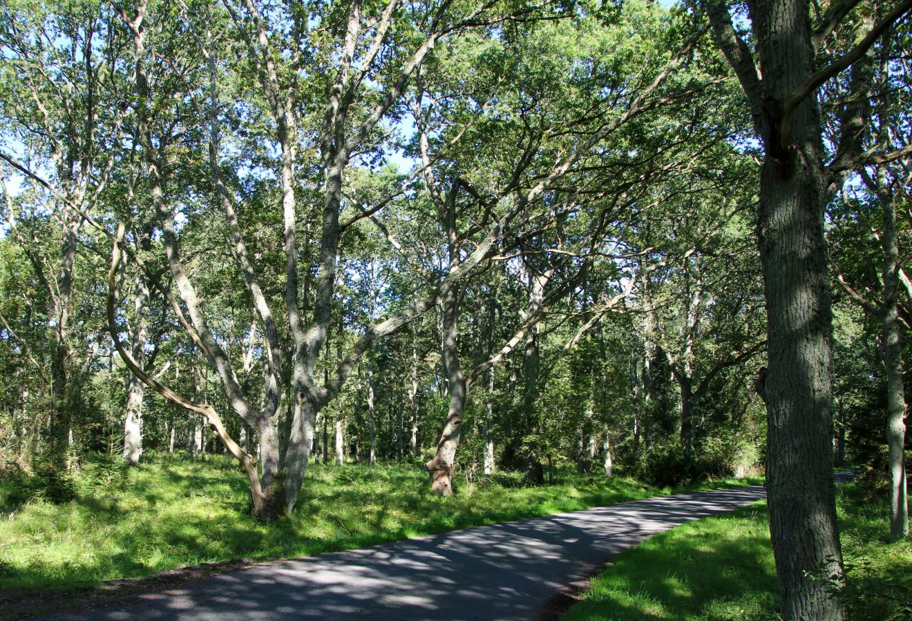 Læsø Skov