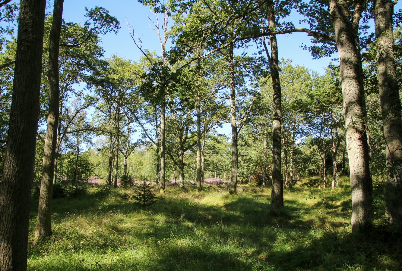 Skov