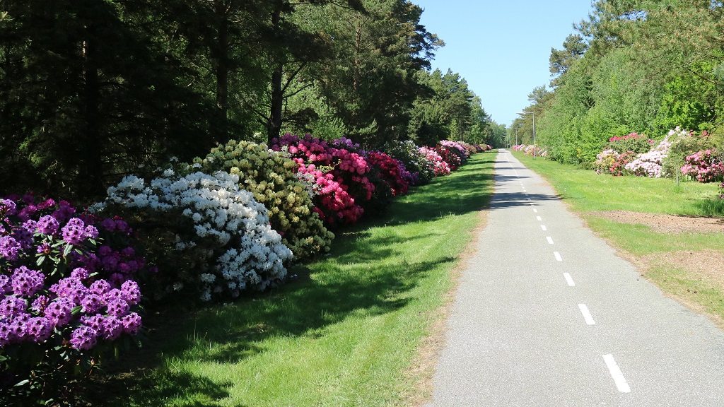 Rhododendronstien
