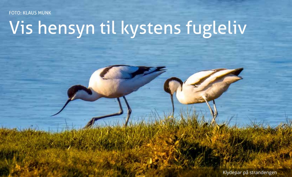Fugleliv på Læsø