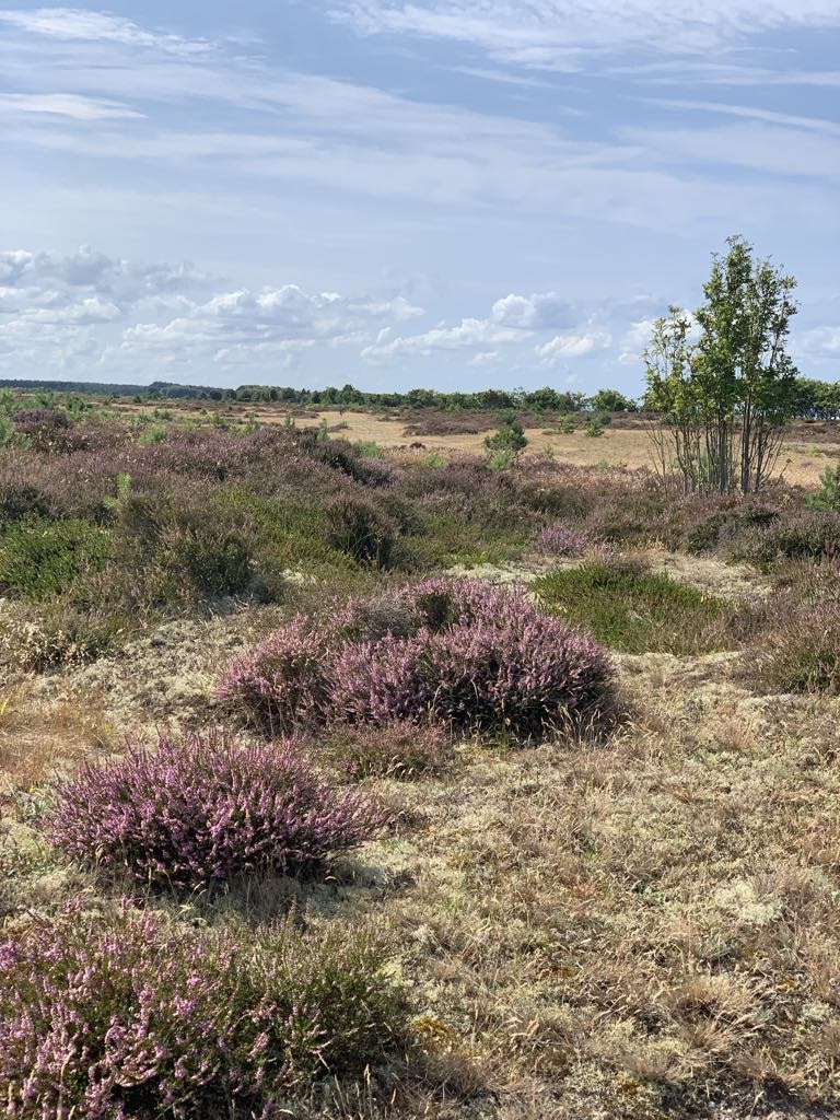 Lyng Storedal Læsø august 2025