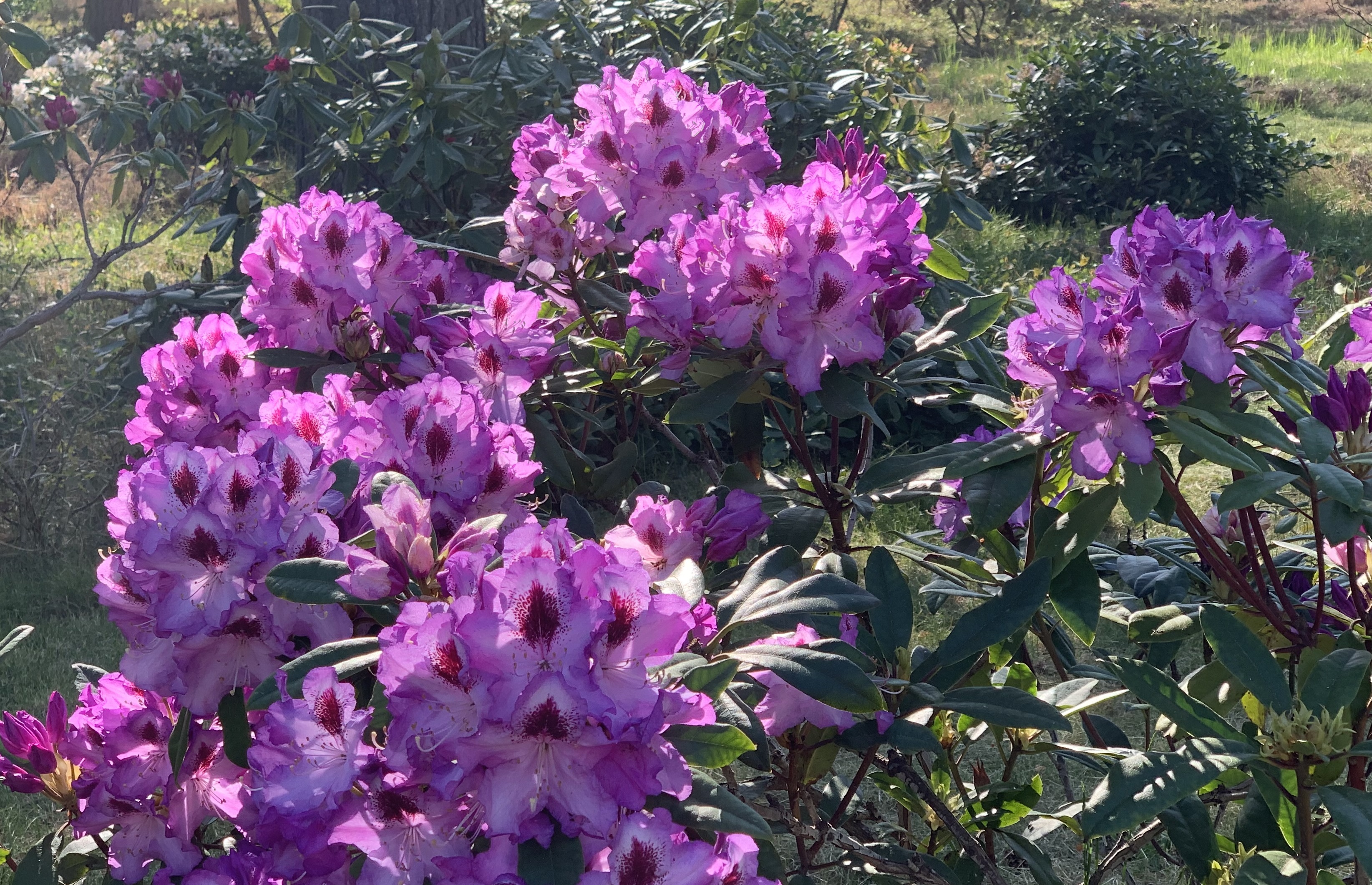 Rhododendron Læsø juni