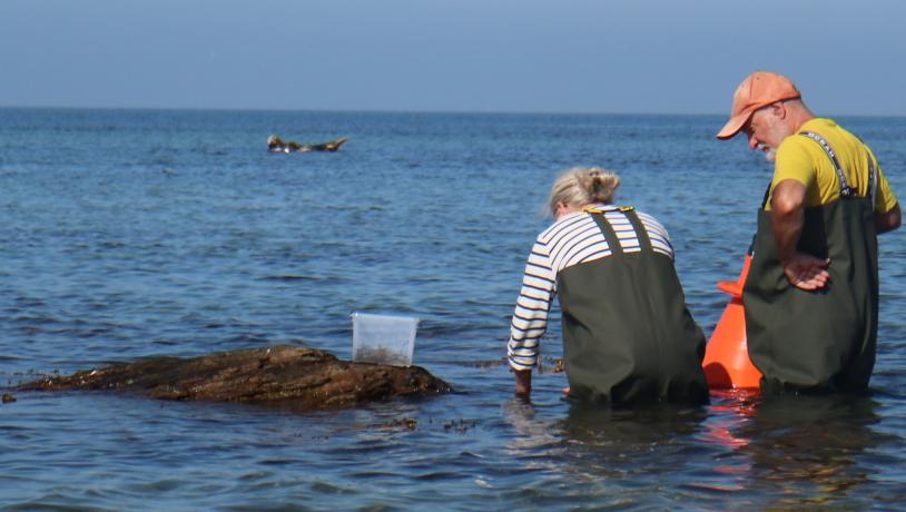 Læsø Tang, Hubert, Le Monde, Rie Toftelund