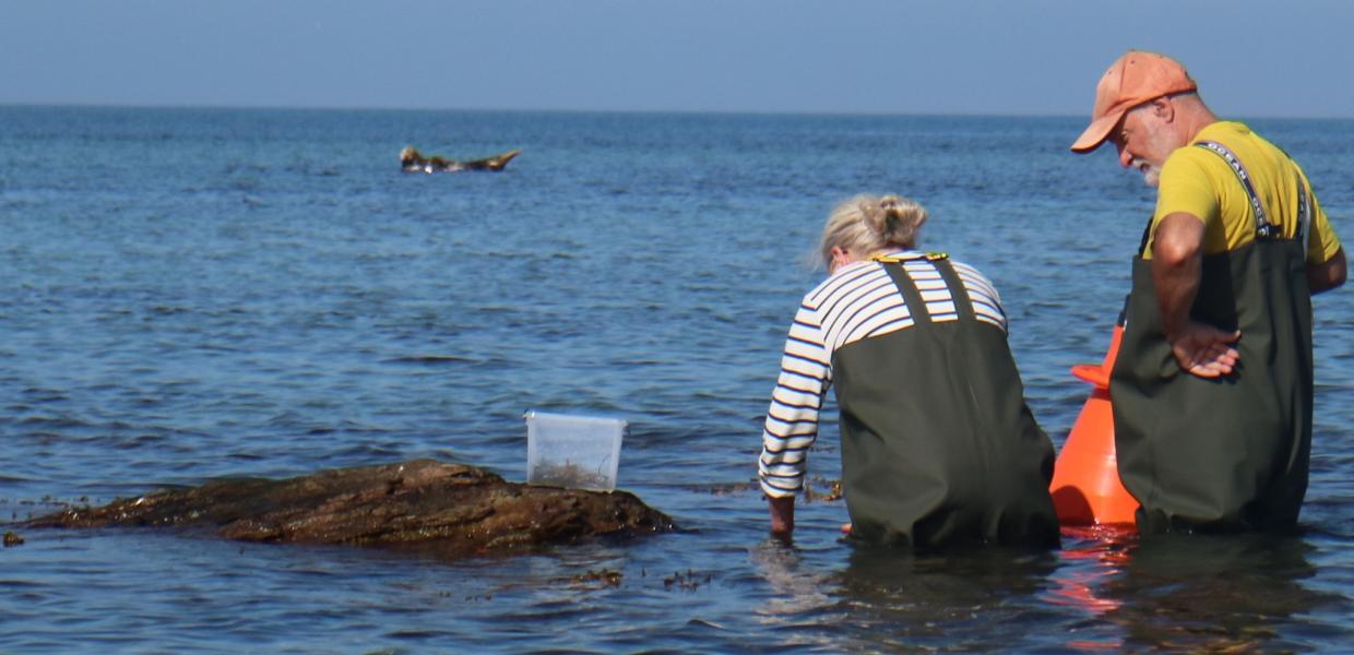 Læsø Tang, Hubert, Le Monde, Rie Toftelund
