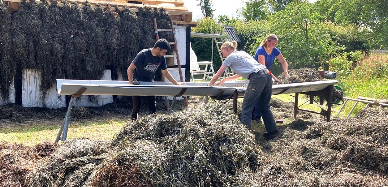 Tanghuse ved Lille Strandgaardsvej 1