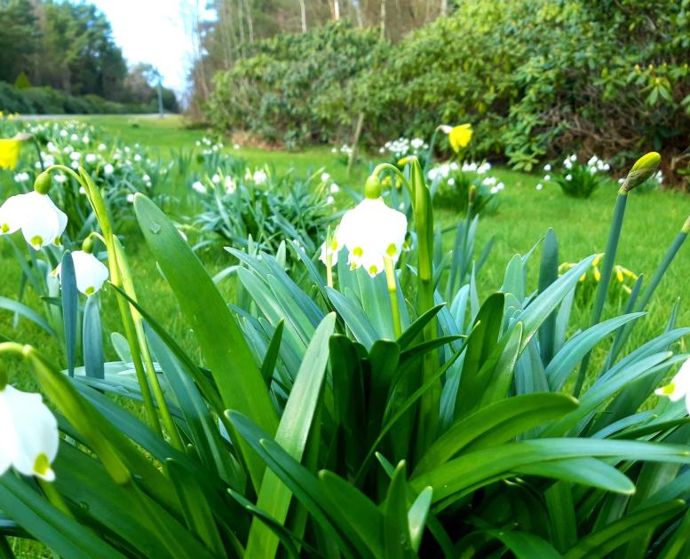 Forårsblomster - forår