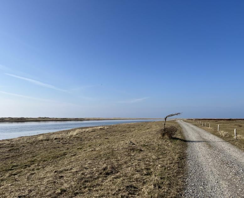 Stokken - vindblæst træ, åbningstider Læsø
