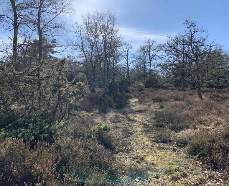 Enebærdalen Læsø april 2025