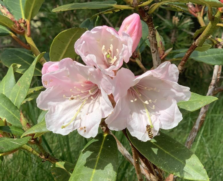 Maj på Læsø - rhododendron med bi